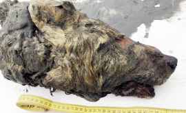 В оттаявшей вечной мерзлоте в Якутии нашли голову древнего волка Ему 40 тыс лет