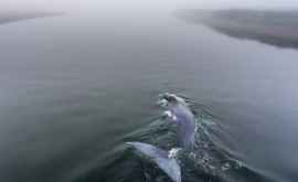Balenă de cîteva tone salvată după mai bine de 4 ore