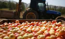 Rosselhoznadzor Cerem o nouă listă a exportatorilor de fructe din Moldova 