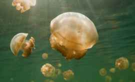 В Британии дайверы нашли аномально большую медузу ВИДЕО