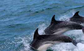 O şalupă escortată de 100 de delfini pe Oceanul Pacific VIDEO