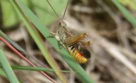 Cît de repede dispar insectele și ce înseamnă pentru omenire