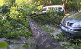 Un copac căzut a avariat două mașini în sectorul Rîşcani VIDEO