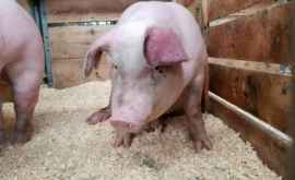 Вспышка африканской чумы свиней обнаружена в коммуне Манта