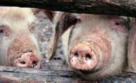 Şase animale sau îmbolnăvit de pestă porcină în satul Paşcani