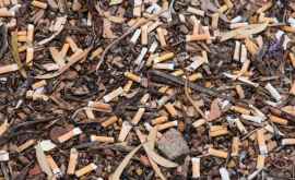 Biologi resturile de țigară aruncate pot reduce cu 10 numărul plantelor de pe Pămînt 