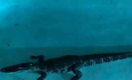 Двухметрового крокодила поймали в семейном бассейне