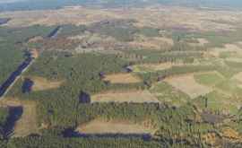 Cum arată despădurirea fragmentată filmată cu o dronă