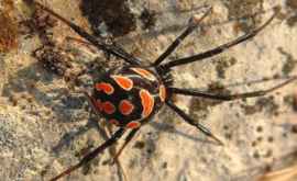 Осторожно На курортах Одесской области ядовитые пауки