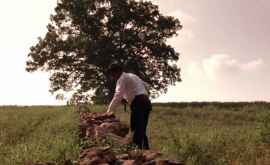 Stejarul din The Shawshank Redemption va fi folosit pentru suvenire
