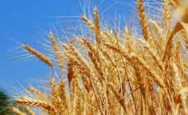 Recolta de grîu de anul acesta o depăşeşte pe cea de anul trecut 