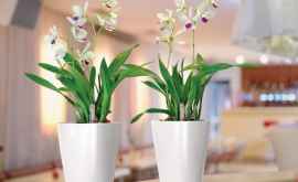 Top 10 plante care cel mai bine curăță aerul în casă