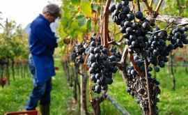 Почему в Молдове снизится урожай винограда