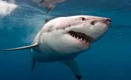 În California un cîine șia apărat stăpînul de rechin