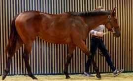 На французском аукционе лошадь продали за 16 млн евро