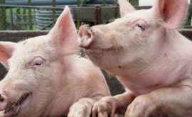 Пограничная полиция борется с распространением чумы свиней