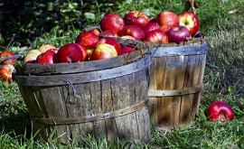 Фермеры начали уборку яблок летних сортов