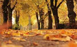 Почему листья осенью меняют окраску