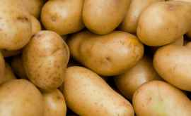 В Молдове падает производство картофеля