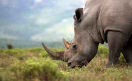 Au fost obținuți embrioni viabili de rinocer alb