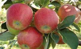 China ar putea ruina prețurile pentru merele industriale în Ucraina Polonia și Moldova