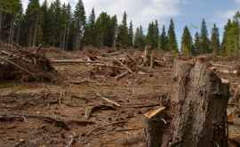 На Земле ежегодно вырубают леса площадью с Британию