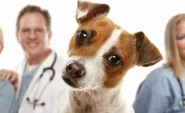 A fost aprobată Legea privind organizarea şi exercitarea profesiei de medic veterinar 