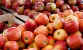 В Гагаузии ожидается более низкий урожай яблок чем в 2018 году