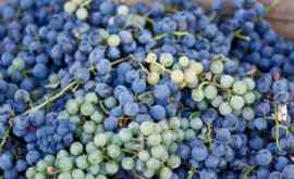 Урожай винограда больше чем могут принять винзаводы
