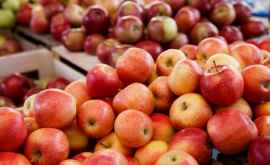 Сельхозпроизводители с юга Молдовы жалуются на низкое качество яблок