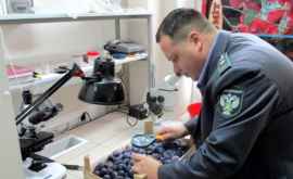 В Россию не впустили около 20 тонн слив из Молдовы