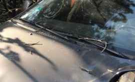 La Chișinău o creangă a spart parbrizul unei mașini FOTO
