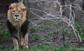 В Бронксе посетительница зоопарка залезла в вольер со львом ВИДЕО