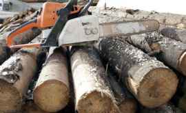 В прошлом году на 1000 вырубленных деревьев пришлось только 10 посаженных ИНФОГРАФИКА