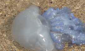 Пляжи Румынии заполонили большие медузы ВИДЕО