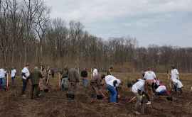 Astăzi se desfășoară cea mai amplă acțiune de sădire a copacilor din Republica Moldova