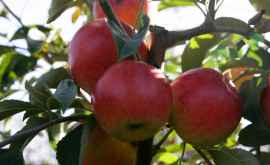 Сбору урожая яблок в Молдове помешают осадки и похолодание