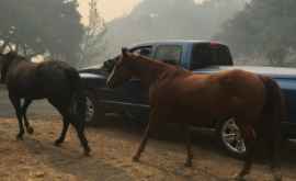 Конь вернулся в охваченный огнем район Калифорнии чтобы спасти сородичей
