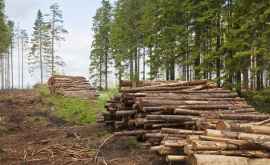Вырубка леса вредит экологии сильнее чем предполагалось 