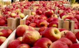 Молдавские яблоки могут экспортироваться в Северную Африку