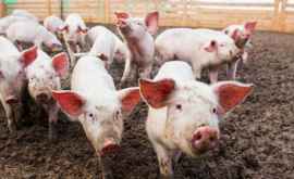 În Moldova au fost lichidate toate focarele de pestă porcină africană