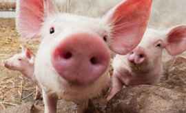 В Хынчештах подтвердился новый случай африканской чумы свиней