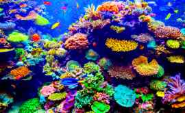Boala stranie care a dat peste coralii din Caraibe și îi omoară