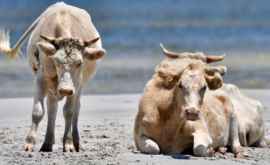 Трех коров которые считались погибшими во время урагана Дориан нашли