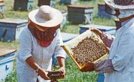 Хорошие новости для пчеловодов с обоих берегов Днестра