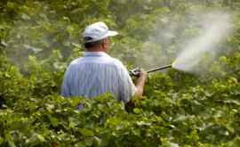 НАОЗ за два года 14 человек умерли от отравления пестицидами