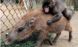 Cum arată primul animal hibrid porcmaimuță FOTO 