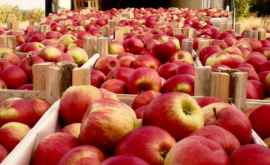 Молдова сможет экспортировать яблоки в Индию