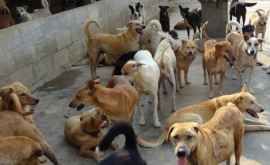 Какие меры принимаются для решения проблемы бродячих собак в Кишиневе