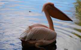  В Кишиневский зоопарк привезли 6 розовых пеликанов ВИДЕО